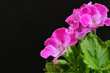 Siyah arka planda güzel pembe çiçekler