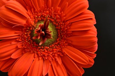 Güzel kırmızı bir Gerbera çiçeğine yaklaş.