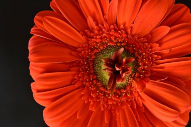 Güzel kırmızı bir Gerbera çiçeğine yaklaş.