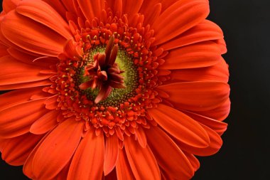 Güzel kırmızı bir Gerbera çiçeğine yaklaş.