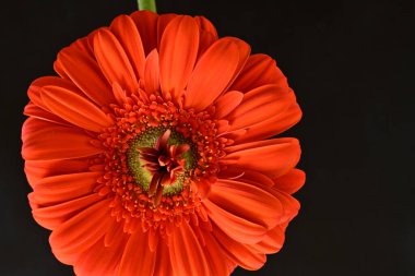 Güzel kırmızı bir Gerbera çiçeğine yaklaş.