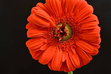 Güzel kırmızı bir Gerbera çiçeğine yaklaş.