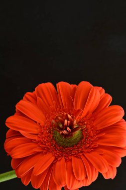 Güzel kırmızı bir Gerbera çiçeğine yaklaş.