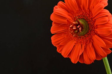 Güzel kırmızı bir Gerbera çiçeğine yaklaş.