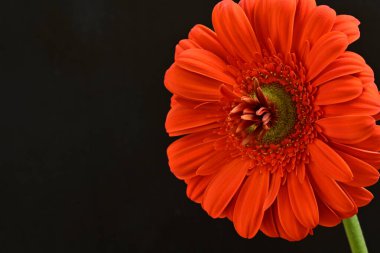 Güzel kırmızı bir Gerbera çiçeğine yaklaş.