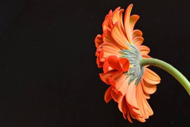 Güzel kırmızı bir Gerbera çiçeğine yaklaş.