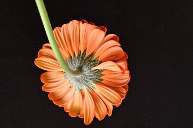 Güzel kırmızı bir Gerbera çiçeğine yaklaş.