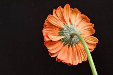 Güzel kırmızı bir Gerbera çiçeğine yaklaş.