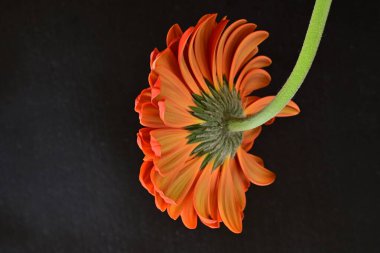 Güzel kırmızı bir Gerbera çiçeğine yaklaş.
