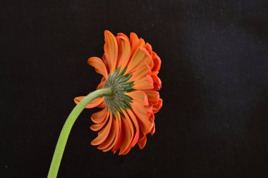 Güzel kırmızı bir Gerbera çiçeğine yaklaş.