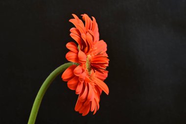 Güzel kırmızı bir Gerbera çiçeğine yaklaş.