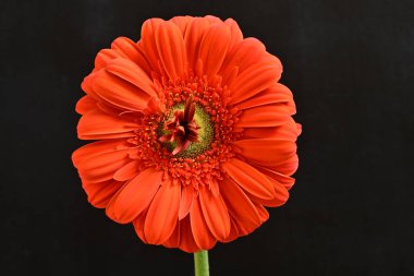 Güzel kırmızı bir Gerbera çiçeğine yaklaş.