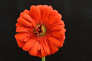 Güzel kırmızı bir Gerbera çiçeğine yaklaş.