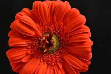 Güzel kırmızı bir Gerbera çiçeğine yaklaş.