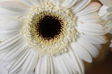 Siyah arka planda açan muhteşem Gerbera çiçeklerini kapatın. 