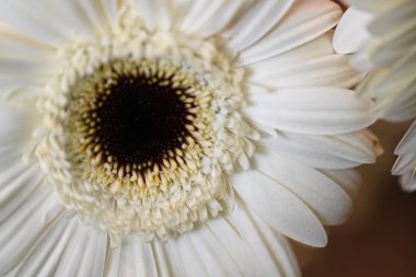 Siyah arka planda açan muhteşem Gerbera çiçeklerini kapatın. 