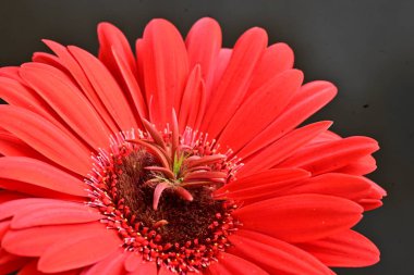 Güzel kırmızı bir Gerbera çiçeğine yaklaş.