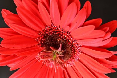Güzel kırmızı bir Gerbera çiçeğine yaklaş.