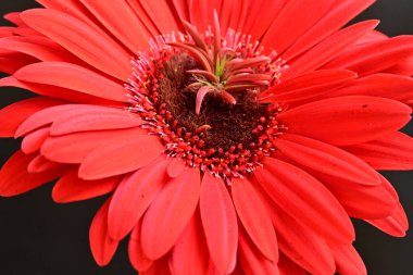 Güzel kırmızı bir Gerbera çiçeğine yaklaş.