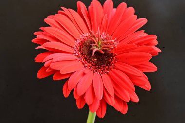 Güzel kırmızı bir Gerbera çiçeğine yaklaş.