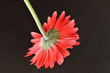 Güzel kırmızı bir Gerbera çiçeğine yaklaş.