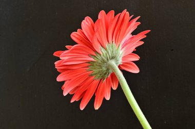 Güzel kırmızı bir Gerbera çiçeğine yaklaş.