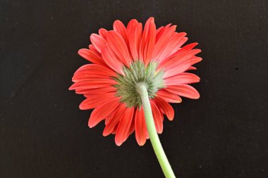 Güzel kırmızı bir Gerbera çiçeğine yaklaş.