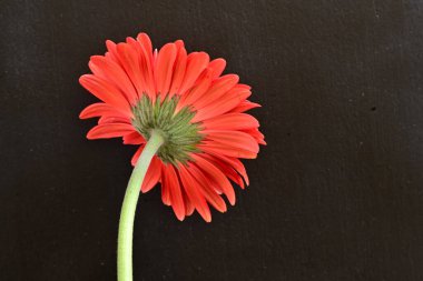 Güzel kırmızı bir Gerbera çiçeğine yaklaş.