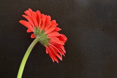 Güzel kırmızı bir Gerbera çiçeğine yaklaş.