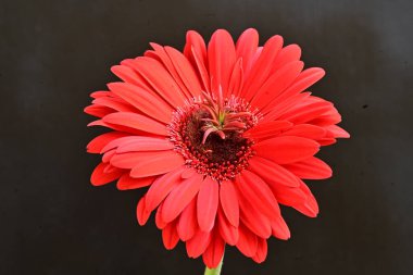 Güzel kırmızı bir Gerbera çiçeğine yaklaş.