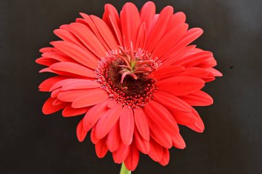 Güzel kırmızı bir Gerbera çiçeğine yaklaş.
