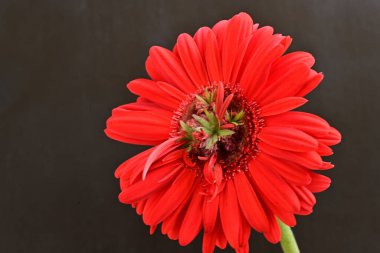 Güzel kırmızı bir Gerbera çiçeğine yaklaş.