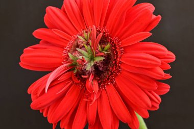 Güzel kırmızı bir Gerbera çiçeğine yaklaş.