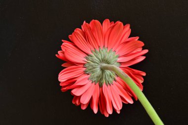 Güzel kırmızı bir Gerbera çiçeğine yaklaş.