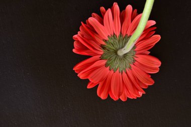 Güzel kırmızı bir Gerbera çiçeğine yaklaş.