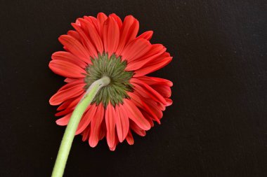 Güzel kırmızı bir Gerbera çiçeğine yaklaş.