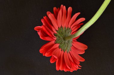 Güzel kırmızı bir Gerbera çiçeğine yaklaş.