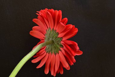 Güzel kırmızı bir Gerbera çiçeğine yaklaş.