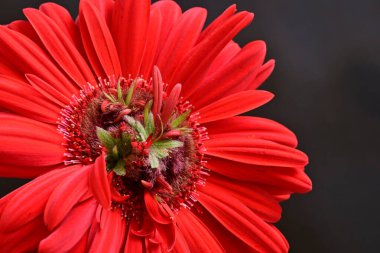 Güzel kırmızı bir Gerbera çiçeğine yaklaş.