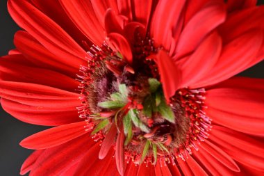 Güzel kırmızı bir Gerbera çiçeğine yaklaş.