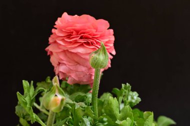 Siyah arka planda güzel pembe çiçekler