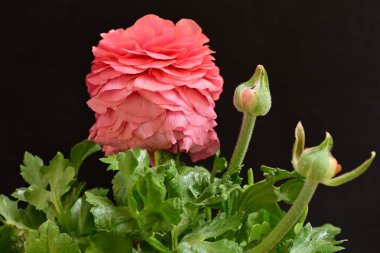 Siyah arka planda güzel pembe çiçekler