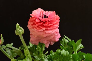 Siyah arka planda güzel pembe çiçekler