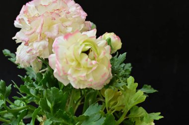 Karanlık arka planda güzel ranunculus