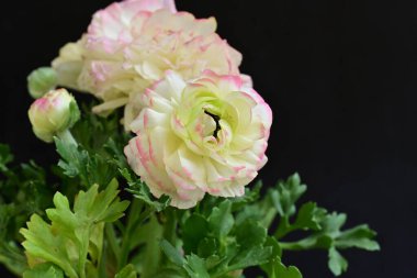 Karanlık arka planda güzel ranunculus