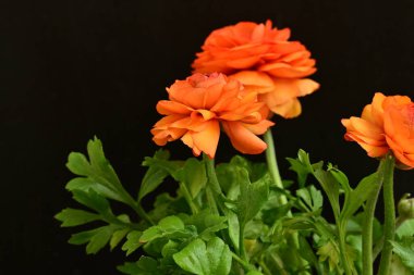 Karanlık arka planda güzel ranunculus