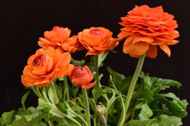 Karanlık arka planda güzel ranunculus