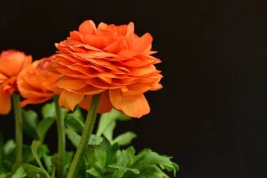 Karanlık arka planda güzel ranunculus