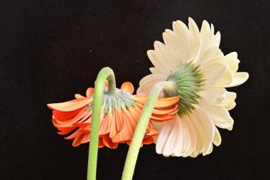 Siyah arka planda açan muhteşem Gerbera çiçeklerini kapatın. 