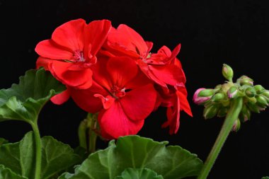 Pelargonium Çiçekleri 'ni kapatın. Doğal Işık Seçici Odaklanma